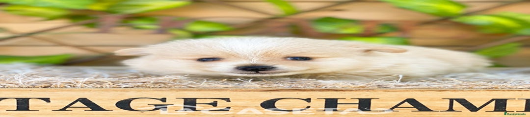 Pomerania Cachorro 3564