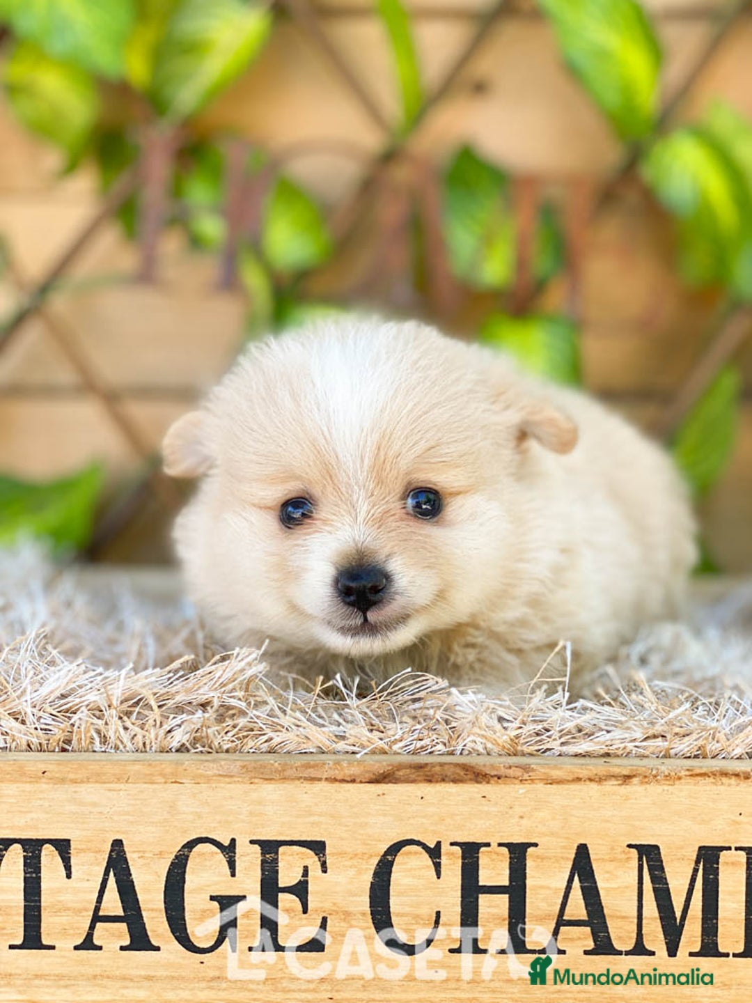 Pomerania perros en venta: Camada de Jazmín - Imagen 2