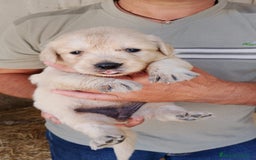 Golden Retriever perros en venta: Golden retriever - Imagen 3