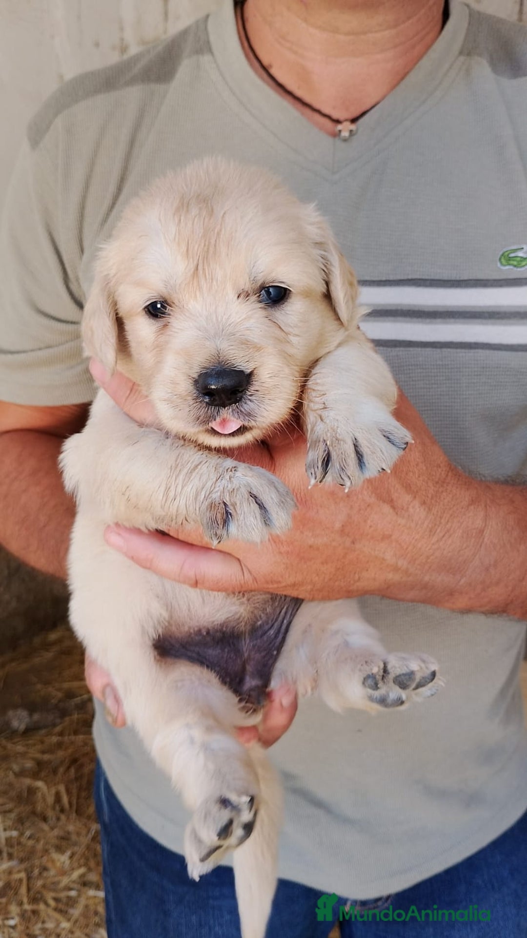 Golden Retriever perros en venta: Golden retriever - Imagen 3