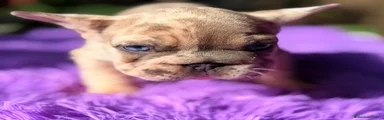 Bulldog Francés Cachorro 1