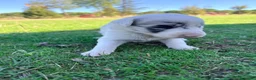 Border Collie perros en venta: Border Collie - Anuncio 9