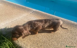 Teckel Miniatura perros en venta: teckel miniatura  - Imagen 1