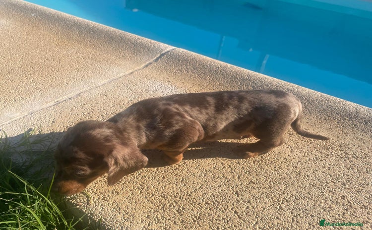 Teckel Miniatura perros - Anuncio 4