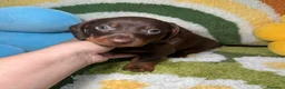 Teckel Miniatura perros en venta: Teckel Kaninchen Chocolate macho - Anuncio 1