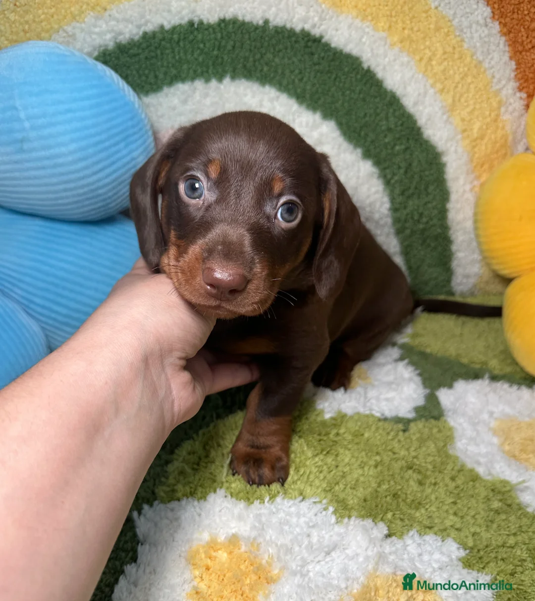 Teckel Miniatura perros en venta: Teckel Kaninchen Chocolate macho - Anuncio 1