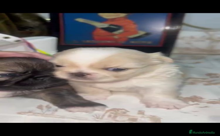 Pekinés perros - Propaganda 1