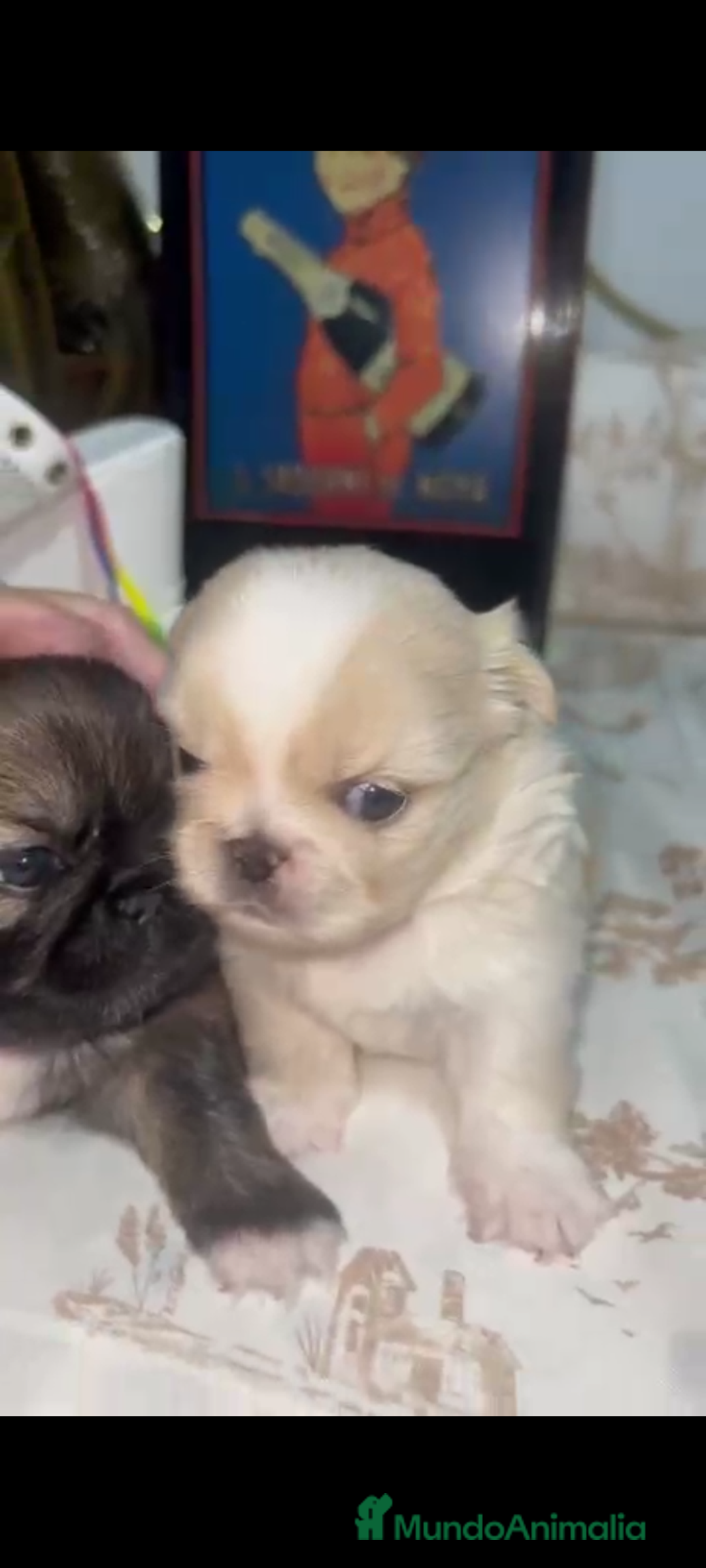 Pekinés perros en venta: Últimos bebitas de pequinezas  - Imagen 1