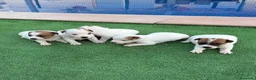 Jack Russell Terrier perros en venta: Jack russell terrier  - Anuncio 9