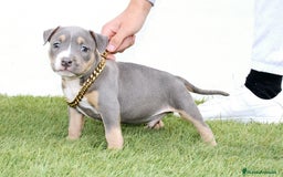 American Pit Bull Terrier perros en venta: American pitbull terrier unico en españa  - Imagen 4