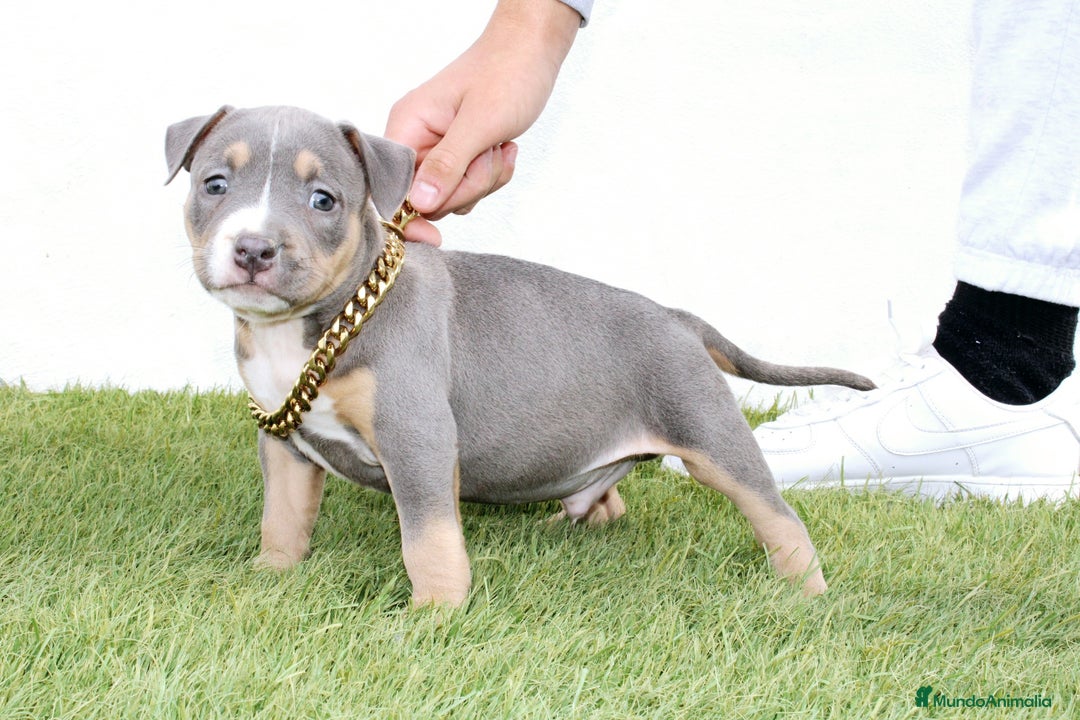 American Pit Bull Terrier perros en venta: American pitbull terrier unico en españa  - Imagen 4