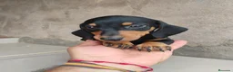 Teckel perros en venta: Machito teckel negro y fuego  - Anuncio 4