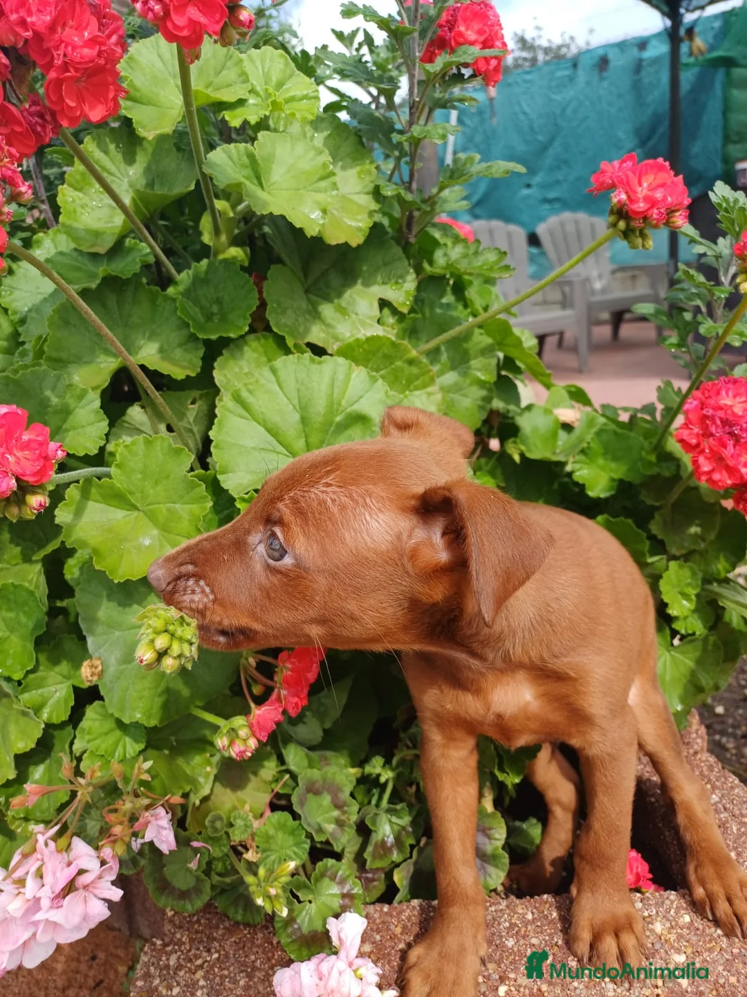 Pinscher Miniatura perros en venta: Último mini pinscher rojo disponible 🐾🐶 - Anuncio 2