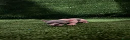 Sphynx gatos en venta: Sphynx  - Anuncio 4