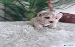 Maltipoo perros en venta: MALTIPOO MACHO - Imagen 2