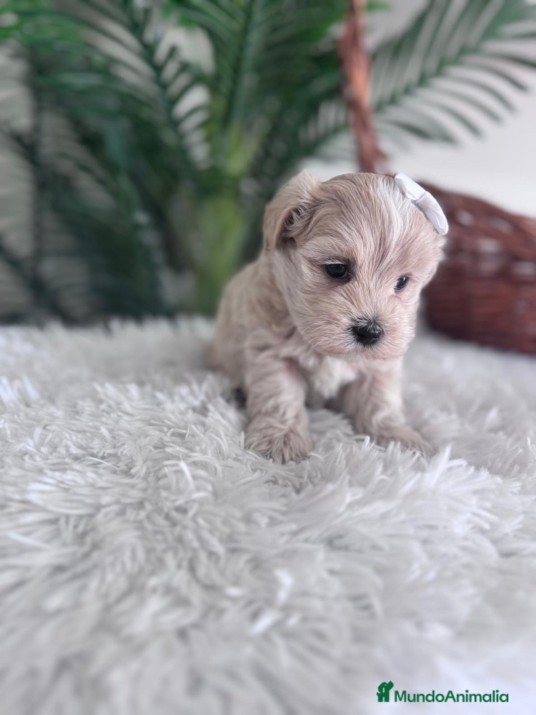 Maltipoo perros en venta: MALTIPOO MACHO - Imagen 2