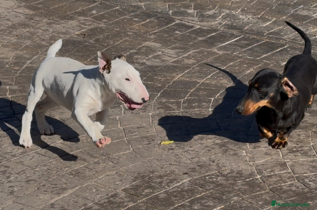 Bull Terrier Miniatura perros en venta: Bullterrier mini hembra excelentes líneas  - Anuncio 4
