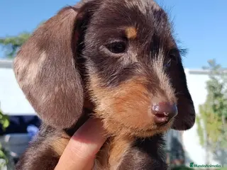 Teckel perros Teckel - Anuncio 20