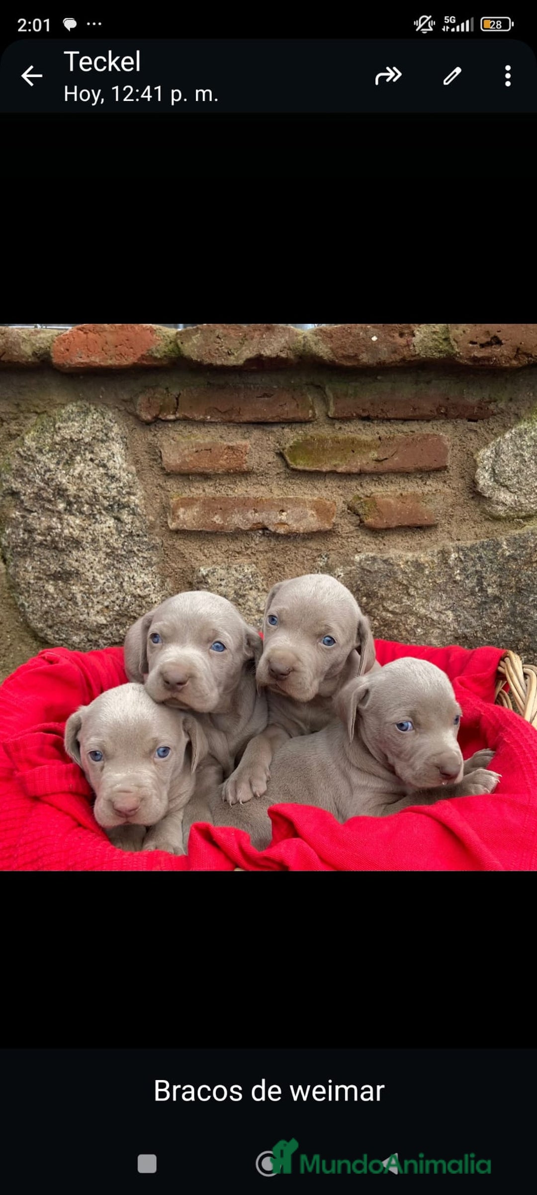 Weimaraner perros en venta: Braco de weimar  - Anuncio 1
