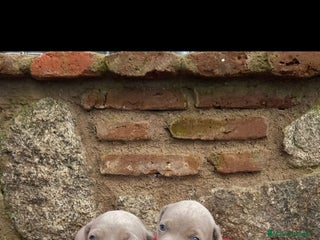 Weimaraner perros Braco de weimar - Anuncio 1