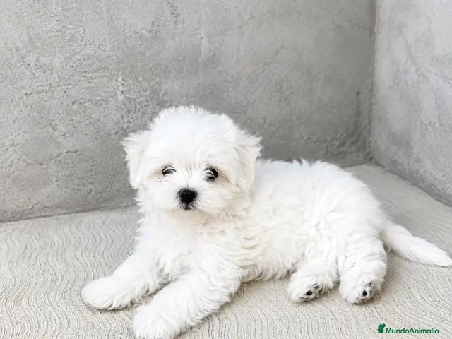 Bichón Maltés perros CACHORROS DE BICHON MALTÉS TOY - Anuncio 1