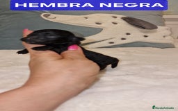Caniche Toy perros en venta: CANICHES TOY MACHOS Y HEMBRA - Imagen 2