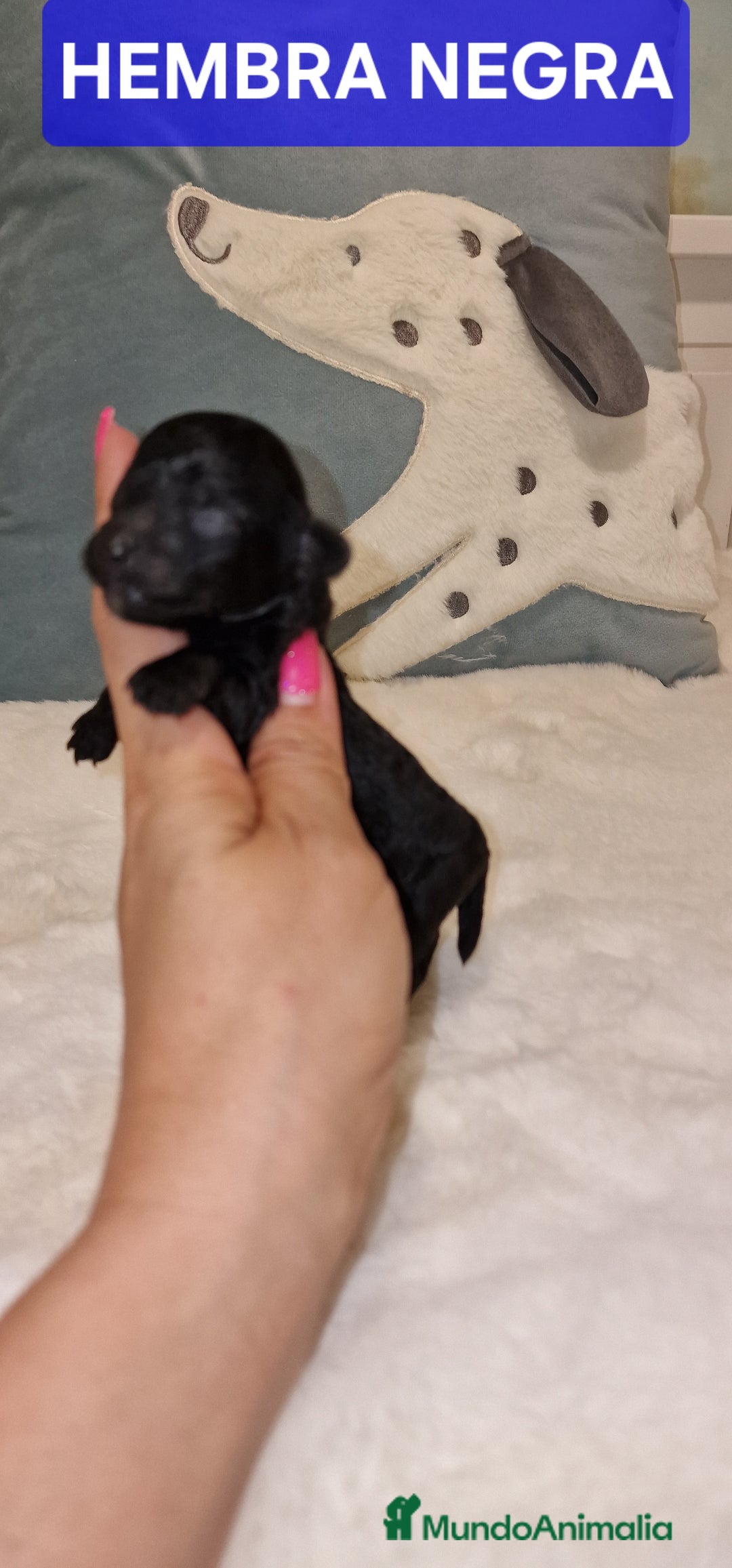 Caniche Toy perros en venta: CANICHES TOY MACHOS Y HEMBRA - Imagen 2