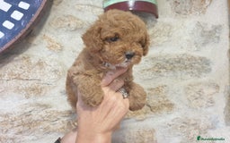 Caniche Toy perros en venta: CACHORRO CANICHE MACHO - Imagen 2