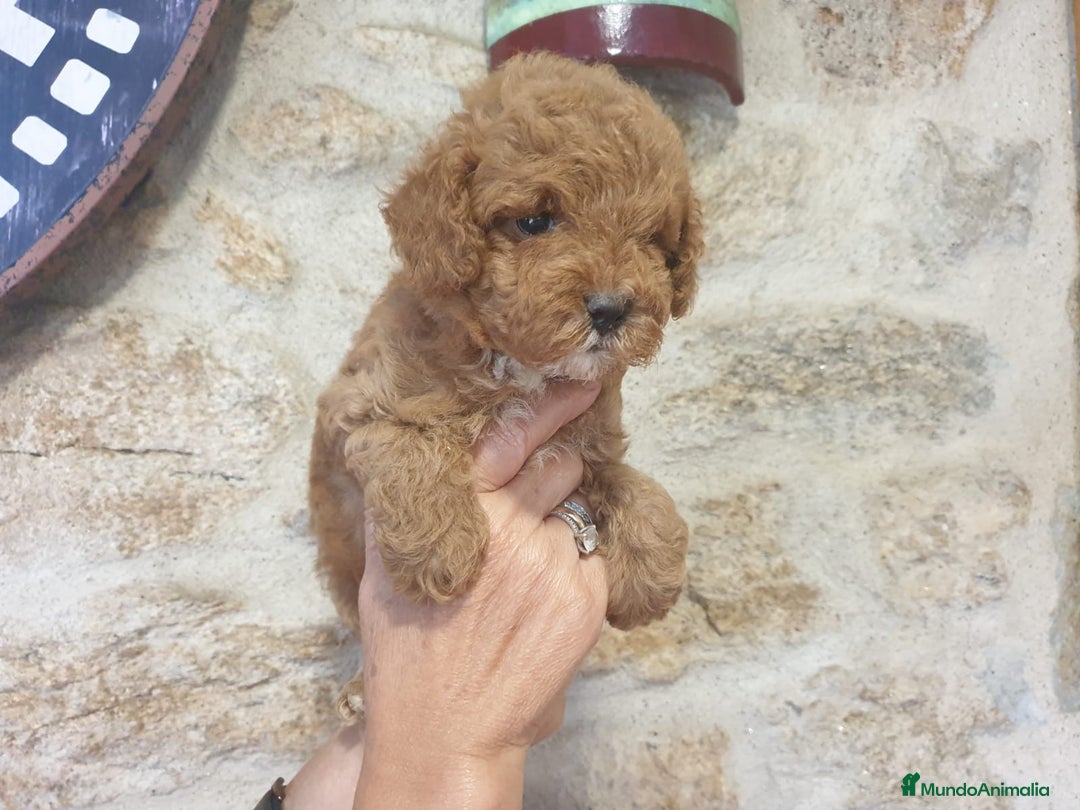 Caniche Toy perros en venta: CACHORRO CANICHE MACHO - Imagen 2