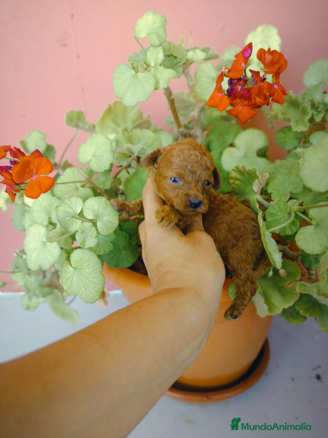 Caniche Toy perros en venta: Caniche toy - Anuncio 3