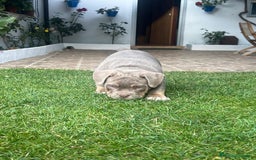 American Bully perros en venta: American bully bebés preciosos - Imagen 7