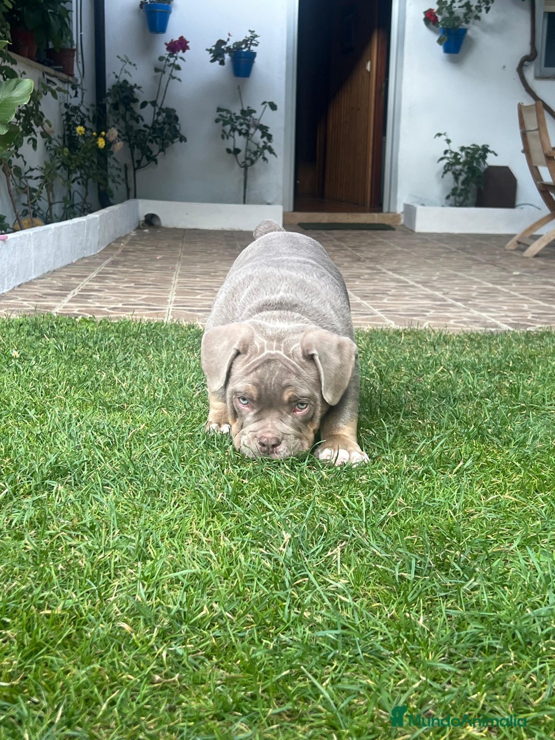 American Bully perros en venta: American bully bebés preciosos - Imagen 7