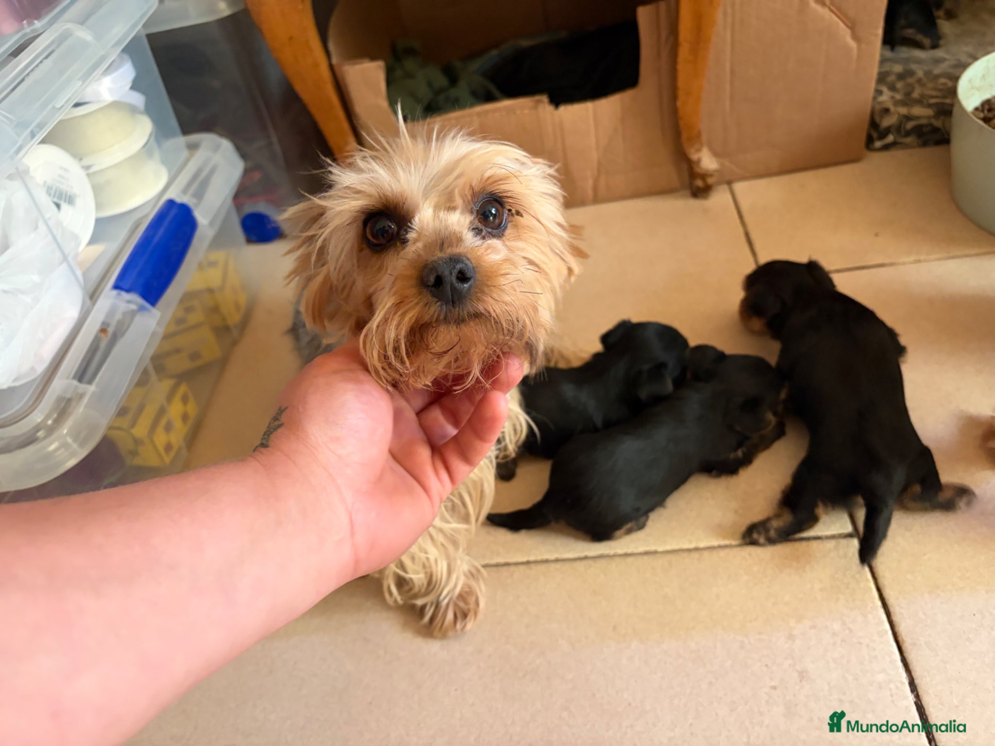Yorkshire Terrier perros en venta: Yorshire terrier  - Anuncio 1