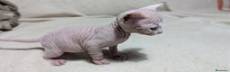 Sphynx gatos en venta: Sphynx negro y blanco - Anuncio 2