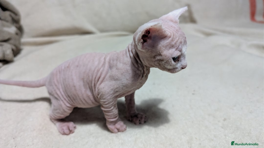 Sphynx gatos en venta: Sphynx negro y blanco - Anuncio 2