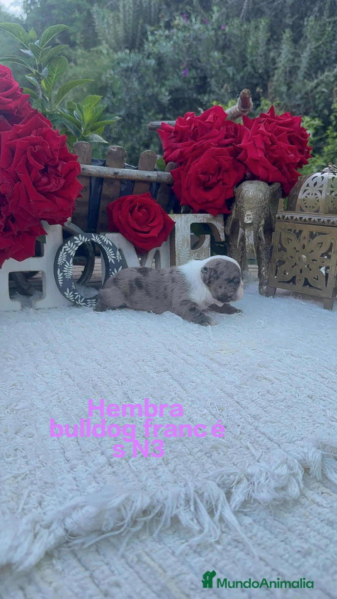 Bulldog Francés perros en venta: Bulldog Francés Hembra Merle Preciosa  - Anuncio 2