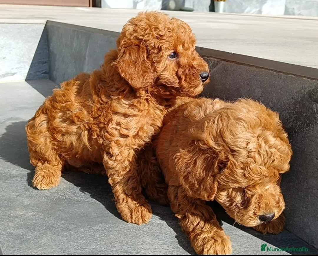 Caniche Toy perros en venta: Caniche toy  - Anuncio 1