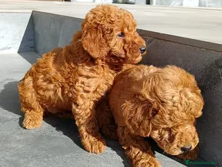 Caniche Toy perros Caniche toy - Anuncio 2