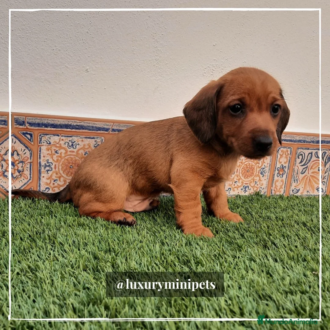 Teckel perros en venta: Camada Teckel pelo corto en Madrid - Anuncio 5