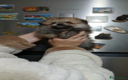 Pomerania perros en venta: Pomerania machitos línea rusa y coreana  - Imagen 2