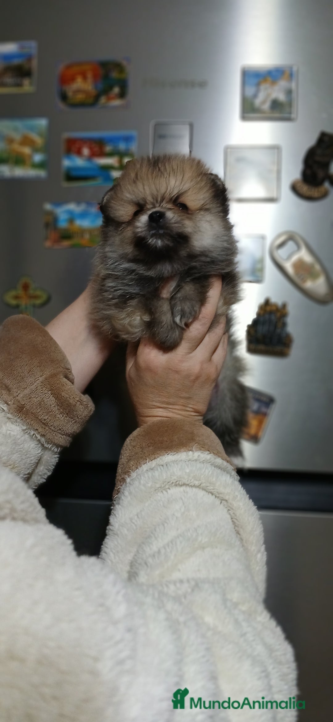 Pomerania perros en venta: Pomerania machitos línea rusa y coreana  - Imagen 2