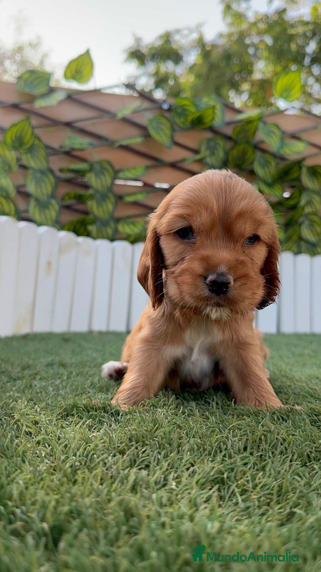Cocker Spaniel Inglés perros en venta: COCKER SPANIEL INGLES - Imagen 13