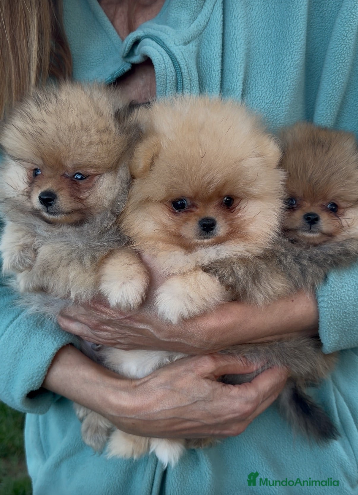 Pomerania perros Cachorros pomerania de excelente calidad. - Anuncio 2