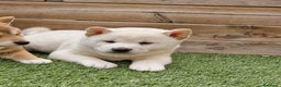 Shiba Inu perros en venta: SHIBA INU - Anuncio 3