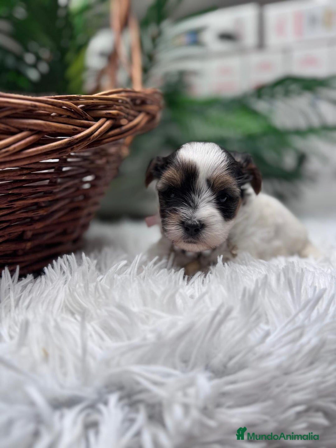Yorkshire Terrier perros en venta: YORKSHIRE BIEWER HEMBRA - Anuncio 14