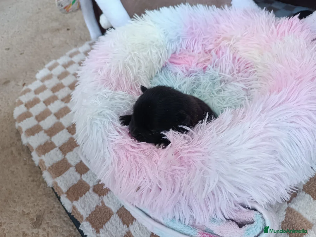 Pomerania perros en venta: POMERANIA MACHITO - Anuncio 2