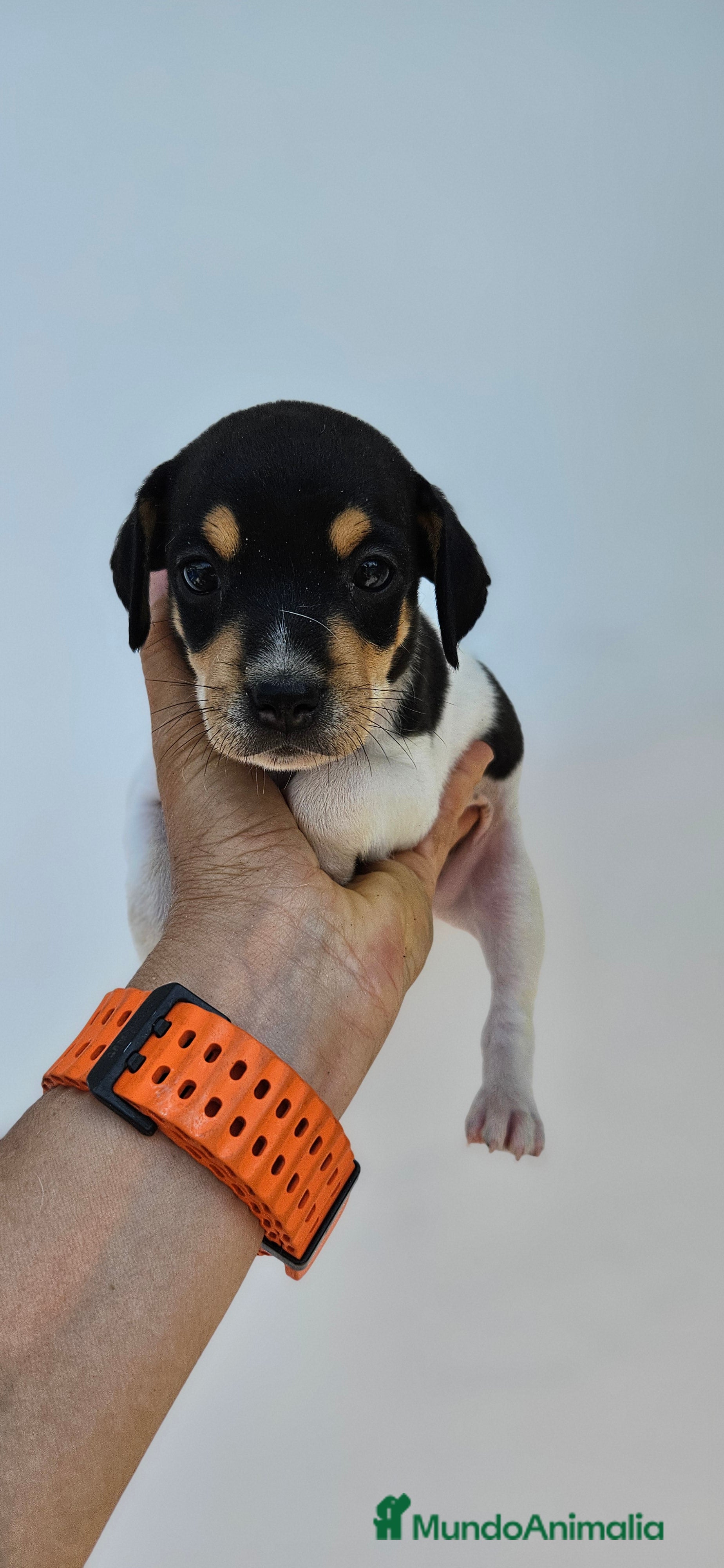 Ratonero Bodeguero Andaluz perros Ratonero bodeguero andaluz en Cádiz - Anuncio 5