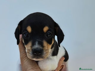 Ratonero Bodeguero Andaluz perros Ratonero bodeguero andaluz en Cádiz - Anuncio 1