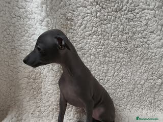 Pequeño Lebrel Italiano perros Pequeño lebrel Italiano Piccolo Galgo - Anuncio 9