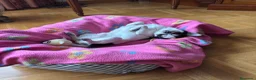 Chihuahua perros para monta: Chihuahua cabeza manzana  - Anuncio 8